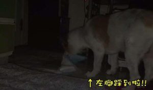 狗狗尿在睡觉的垫子上萌宠(狗狗总在睡觉的垫子上尿)-警犬训练器材厂家 _警犬训练用品_工作犬训练用品-南京开久警犬装备