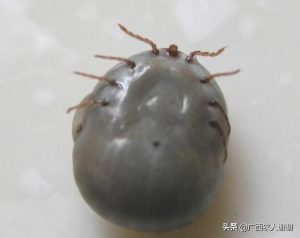 狗身上的吸血虫(狗狗血液里有虫子是什么病)-警犬训练器材厂家 _警犬训练用品_工作犬训练用品-南京开久警犬装备