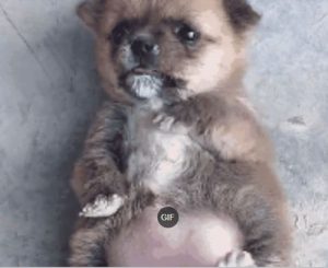 小奶狗活活撑死了-警犬训练器材厂家 _警犬训练用品_工作犬训练用品-南京开久警犬装备