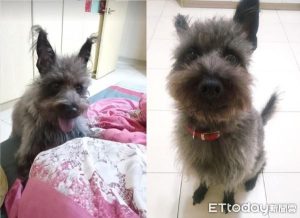 长毛大型犬有哪些品种?棕色长毛大型犬有哪些-警犬训练器材厂家 _警犬训练用品_工作犬训练用品-南京开久警犬装备