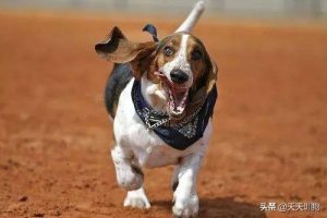 英国猎狐犬，英国猎犬品种大全-警犬训练器材厂家 _警犬训练用品_工作犬训练用品-南京开久警犬装备