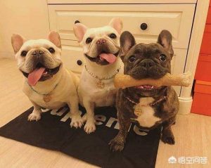 狗狗的种类及 *** :狗狗品种大全(带 *** )-警犬训练器材厂家 _警犬训练用品_工作犬训练用品-南京开久警犬装备