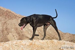 狗狗跑步好处和坏处(早晨跑步有什么好处和坏处)-警犬训练器材厂家 _警犬训练用品_工作犬训练用品-南京开久警犬装备