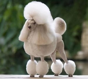 贵宾犬(贵宾犬和泰迪哪个好)-警犬训练器材厂家 _警犬训练用品_工作犬训练用品-南京开久警犬装备