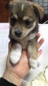 板凳狗为人们做了哪些事情(板凳狗为人们做了哪些事情文中两次写暴风雪有什么作用)-警犬训练器材厂家 _警犬训练用品_工作犬训练用品-南京开久警犬装备