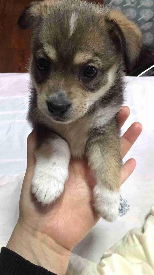 板凳狗为人们做了哪些事情(板凳狗为人们做了哪些事情文中两次写暴风雪有什么作用) - 警犬训练器材厂家 _警犬训练用品_工作犬训练用品-南京开久警犬装备-警犬训练器材厂家 _警犬训练用品_工作犬训练用品-南京开久警犬装备