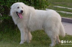 大白熊犬缺点都有哪些?狗狗品种-警犬训练器材厂家 _警犬训练用品_工作犬训练用品-南京开久警犬装备