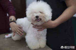 狗狗舔人代表什么意思？狗狗扑上来舔人代表什么-警犬训练器材厂家 _警犬训练用品_工作犬训练用品-南京开久警犬装备