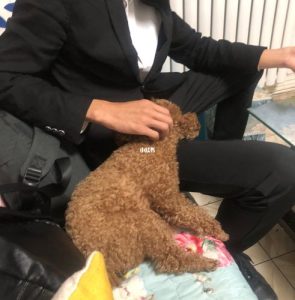 狗的东西比男朋友还大(狗的东西比男朋友还大)-警犬训练器材厂家 _警犬训练用品_工作犬训练用品-南京开久警犬装备