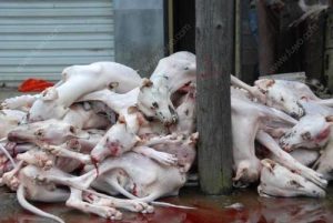 网上哪里可以买到狗肉(杭州哪里可以买到生狗肉)-警犬训练器材厂家 _警犬训练用品_工作犬训练用品-南京开久警犬装备