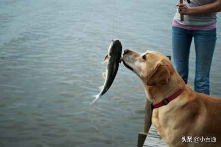 鲑鱼对狗好吗 - 警犬训练器材厂家 _警犬训练用品_工作犬训练用品-南京开久警犬装备-警犬训练器材厂家 _警犬训练用品_工作犬训练用品-南京开久警犬装备