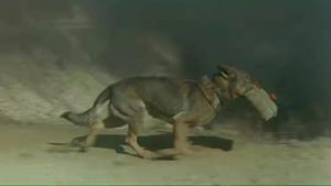 国内警犬 *** ，警花与警犬 *** 免费观看-警犬训练器材厂家 _警犬训练用品_工作犬训练用品-南京开久警犬装备