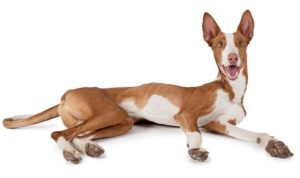 伊比萨猎犬(伊28猎犬轰炸机)-警犬训练器材厂家 _警犬训练用品_工作犬训练用品-南京开久警犬装备