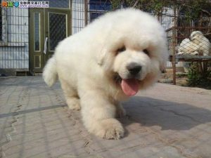 大白熊犬资料大白熊犬的品种介绍-警犬训练器材厂家 _警犬训练用品_工作犬训练用品-南京开久警犬装备