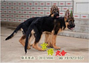 北京犬舍排名(北京德牧犬舍排名)-警犬训练器材厂家 _警犬训练用品_工作犬训练用品-南京开久警犬装备