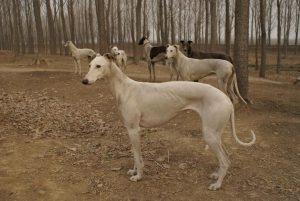 细犬什么品种最厉害(细犬哪个品种打架最厉害)-警犬训练器材厂家 _警犬训练用品_工作犬训练用品-南京开久警犬装备