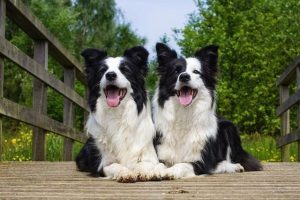 边境牧羊犬优缺点(边境牧羊犬优缺点)-警犬训练器材厂家 _警犬训练用品_工作犬训练用品-南京开久警犬装备