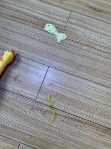 三个月小狗多久尿一次(三个月小狗憋不住尿什么原因)-警犬训练器材厂家 _警犬训练用品_工作犬训练用品-南京开久警犬装备