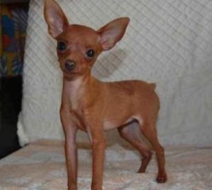 现在狗是什么狗最好卖(放牛最好的狗是什么狗呢)-警犬训练器材厂家 _警犬训练用品_工作犬训练用品-南京开久警犬装备