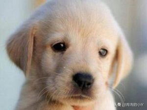 适合给小狗的名字大全(小狗名字大全顺口狗名)-警犬训练器材厂家 _警犬训练用品_工作犬训练用品-南京开久警犬装备