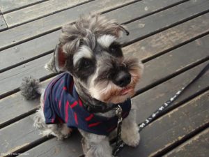 不脱毛的狗(小狗脱毛原因)-警犬训练器材厂家 _警犬训练用品_工作犬训练用品-南京开久警犬装备