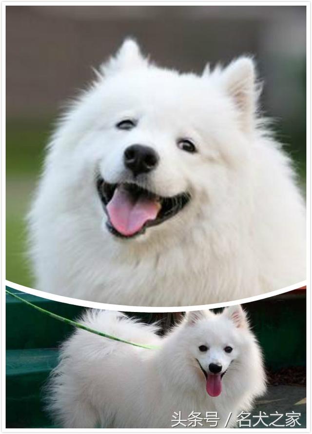 银狐犬和萨摩耶区别(银狐犬和萨摩耶哪个贵) - 警犬训练器材厂家 _警犬训练用品_工作犬训练用品-南京开久警犬装备-警犬训练器材厂家 _警犬训练用品_工作犬训练用品-南京开久警犬装备