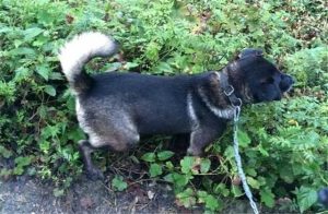 大型狗狗的品种大全_大型狗狗的品种大全及 *** 萨摩耶-警犬训练器材厂家 _警犬训练用品_工作犬训练用品-南京开久警犬装备