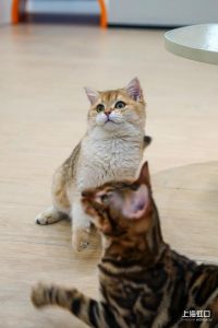 上海买狗狗的宠物市场在哪里(上海哪有狗狗宠物市场)-警犬训练器材厂家 _警犬训练用品_工作犬训练用品-南京开久警犬装备