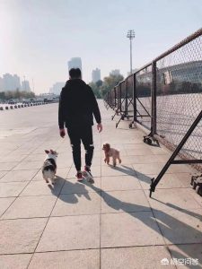 狗狗搜索(狗狗搜索神器)-警犬训练器材厂家 _警犬训练用品_工作犬训练用品-南京开久警犬装备