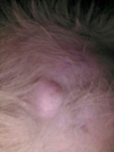 狗狗身上有一个个硬块-警犬训练器材厂家 _警犬训练用品_工作犬训练用品-南京开久警犬装备