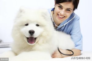 幼犬一分钟呼吸80次(幼犬一分钟呼吸45次)-警犬训练器材厂家 _警犬训练用品_工作犬训练用品-南京开久警犬装备