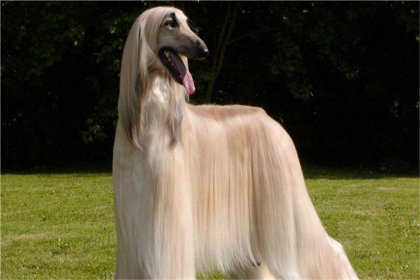 中国十大狗排名(十大最忠诚的狗排名) - 警犬训练器材厂家 _警犬训练用品_工作犬训练用品-南京开久警犬装备-警犬训练器材厂家 _警犬训练用品_工作犬训练用品-南京开久警犬装备