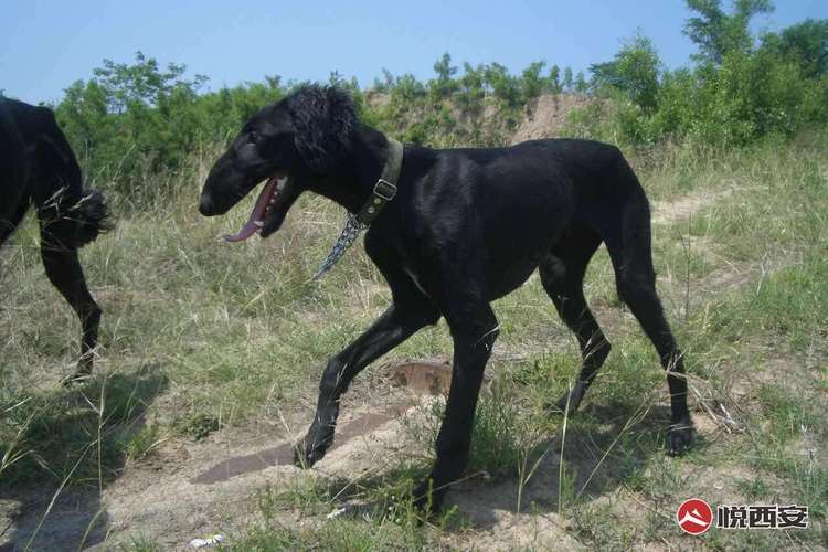 细狗是哪国品种(细狗品种 *** 大全) - 警犬训练器材厂家 _警犬训练用品_工作犬训练用品-南京开久警犬装备-警犬训练器材厂家 _警犬训练用品_工作犬训练用品-南京开久警犬装备