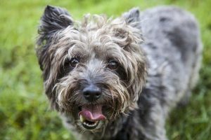 狗狗螨虫怎么办(狗狗除螨虫最有效 *** )-警犬训练器材厂家 _警犬训练用品_工作犬训练用品-南京开久警犬装备