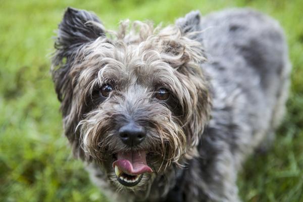 狗狗螨虫怎么办(狗狗除螨虫最有效 *** ) - 警犬训练器材厂家 _警犬训练用品_工作犬训练用品-南京开久警犬装备-警犬训练器材厂家 _警犬训练用品_工作犬训练用品-南京开久警犬装备