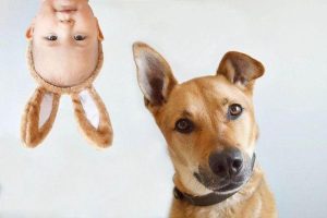 怎样让狗狗不痛苦的死:狗狗不幸死了-警犬训练器材厂家 _警犬训练用品_工作犬训练用品-南京开久警犬装备