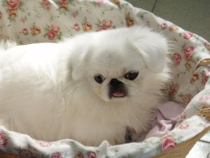 京巴狗价格(京巴狗幼犬价格)-警犬训练器材厂家 _警犬训练用品_工作犬训练用品-南京开久警犬装备