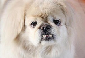 京巴狗(北京犬)的选购和饲养知识-警犬训练器材厂家 _警犬训练用品_工作犬训练用品-南京开久警犬装备