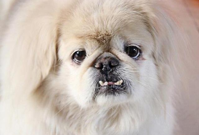 京巴狗(北京犬)的选购和饲养知识 - 警犬训练器材厂家 _警犬训练用品_工作犬训练用品-南京开久警犬装备-警犬训练器材厂家 _警犬训练用品_工作犬训练用品-南京开久警犬装备