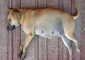 狗狗为什么进去出不来(狗狗为什么出眼泪)-警犬训练器材厂家 _警犬训练用品_工作犬训练用品-南京开久警犬装备