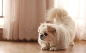 北京犬介绍(中国北京犬)-警犬训练器材厂家 _警犬训练用品_工作犬训练用品-南京开久警犬装备