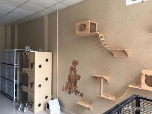 想学狗狗美容哪里学？哪里有学狗狗美容的地方-警犬训练器材厂家 _警犬训练用品_工作犬训练用品-南京开久警犬装备