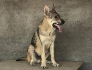 捷克狼犬上海可以养吗(上海捷克狼 *** 舍)-警犬训练器材厂家 _警犬训练用品_工作犬训练用品-南京开久警犬装备