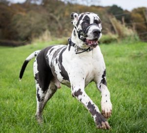 给大丹犬解闷的小 *** 都有哪些-警犬训练器材厂家 _警犬训练用品_工作犬训练用品-南京开久警犬装备