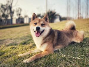 狗狗肚子突然变大变硬(狗狗肚子变大变硬是不是怀孕了)-警犬训练器材厂家 _警犬训练用品_工作犬训练用品-南京开久警犬装备