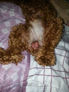 小狗蛋蛋红肿了怎么办(小狗的蛋蛋肿了怎么办)-警犬训练器材厂家 _警犬训练用品_工作犬训练用品-南京开久警犬装备