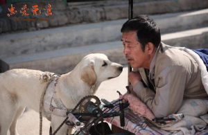 狗狗 *** 大全免费  狗狗 *** 大全感人-警犬训练器材厂家 _警犬训练用品_工作犬训练用品-南京开久警犬装备