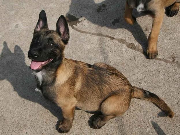 山东马犬吧，山东马犬吧 百度贴吧 - 警犬训练器材厂家 _警犬训练用品_工作犬训练用品-南京开久警犬装备-警犬训练器材厂家 _警犬训练用品_工作犬训练用品-南京开久警犬装备