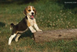 小型猎犬品种排名(小型猎犬品种排名短毛)-警犬训练器材厂家 _警犬训练用品_工作犬训练用品-南京开久警犬装备