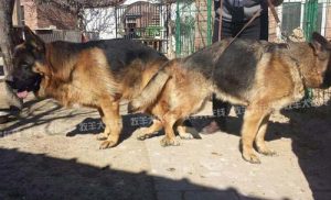 母狗老师小刘(我的黑化老师母狗)-警犬训练器材厂家 _警犬训练用品_工作犬训练用品-南京开久警犬装备